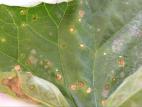 Melons - Chancre gommeux (Stagonosporopsis cucurbitacearum)_1