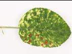 Pomme - Virus de la mosaïque du pommier (ApMV)