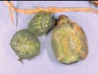 Concombre - Verticilliose (Verticillium dahliae)