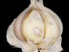 Ail - Pourriture fusarienne (Fusarium oxysporum)