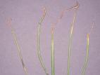 Oignon vert - Brûlure stemphylienne (Stemphylium vesicarium)