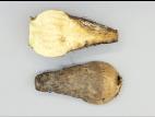 Betterave - Rhizoctone commun (Rhizoctonia solani)_3