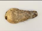 Betterave - Rhizoctone commun (Rhizoctonia solani)_4