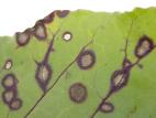 Betterave - Tache cercosporéenne (Cercospora beticola)_3