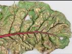Bette à carde - Alternariose (Alternaria alternata)