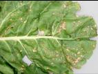Bette à carde - Alternariose (Alternaria alternata)