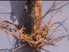 Poivron - Rhizoctone commun (Rhizoctonia solani)