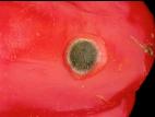 Poivron - Anthracnose (Colletotrichum sp.)