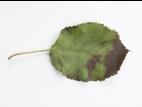 Pomme - Tavelure (Venturia inaequalis)_4