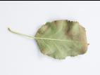 Pomme - Tavelure (Venturia inaequalis)_5