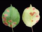 Pomme - Rouille (Gymnosporangium sp.)