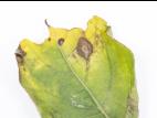 Pomme de terre - Maladies des taches brunes (Alternaria alternata)