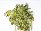 Pomme de terre - Maladies des taches brunes (Alternaria alternata)