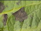 Pomme de terre - Maladies des taches brunes (Alternaria alternata)