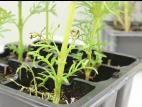 Cosmos - Charbon blanc (Entyloma sp.)