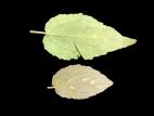 Peupliers - Rouille des feuilles (Melampsora medusae)
