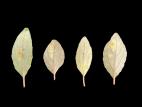 Peupliers - Rouille des feuilles (Melampsora medusae)