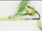 Pivoines - Anthracnose (Gloeosporium sp.)