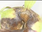Pivoines - Anthracnose (Gloeosporium sp.)
