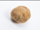 Pomme de terre - Gale poudreuse (Spongospora subterranea)