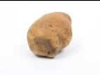 Pomme de terre - Gale poudreuse (Spongospora subterranea)