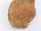 Pomme de terre - Gale poudreuse (Spongospora subterranea)