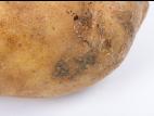 Pomme de terre - Gale poudreuse (Spongospora subterranea)