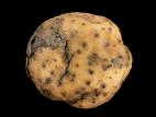 Pomme de terre - Pourriture rose (Phytophthora erythroseptica)