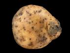 Pomme de terre - Pourriture rose (Phytophthora erythroseptica)