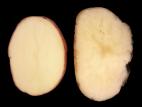 Pomme de terre - Pourriture rose (Phytophthora erythroseptica)
