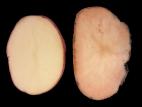 Pomme de terre - Pourriture rose (Phytophthora erythroseptica)