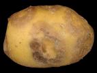 Pomme de terre - Virus Y de la pomme de terre (PVY)