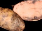 Pomme de terre - Pourriture rose (Phytophthora erythroseptica)