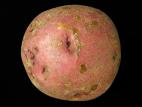 Pomme de terre - Rhizoctone brun (Rhizoctonia solani)