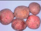 Pomme de terre - Dartrose (Colletotrichum coccodes)