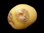 Pomme de terre - Virus Y de la pomme de terre (PVY)