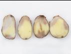 Pomme de terre - Pourriture caoutchouc (Geotrichum candidum)