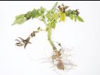 Pomme de terre - Verticilliose (Verticillium dahliae)