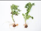 Pomme de terre - Fusariose vasculaire (Fusarium oxysporum)
