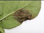 Pomme de terre - Mildiou (Phytophthora infestans)