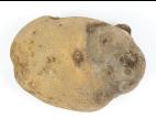 Pomme de terre - Pourriture sèche fusarienne (Fusarium sp.)