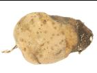 Pomme de terre - Pourriture sèche fusarienne (Fusarium sp.)