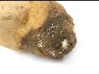 Pomme de terre - Pourriture sèche fusarienne (Fusarium sp.)