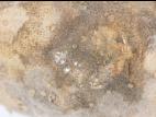 Pomme de terre - Pourriture sèche fusarienne (Fusarium sp.)