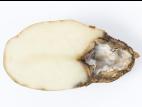 Pomme de terre - Pourriture sèche fusarienne (Fusarium sp.)