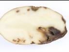 Pomme de terre - Pourriture sèche fusarienne (Fusarium sp.)