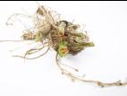 Pomme de terre - Verticilliose (Verticillium dahliae)