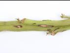 Pomme de terre - Dartrose (Colletotrichum coccodes)