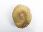  Pomme de terre - Virus Y de la pomme de terre (PVY)