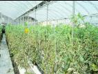 Tomate - Mildiou (Phytophthora infestans)